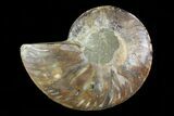 Agatized Ammonite Fossil (Half) - Madagascar #83854-1